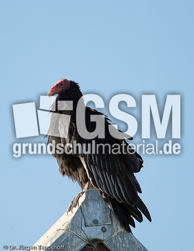 Truthahngeier (12 von 14).jpg